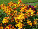 Erysimum Cheiri